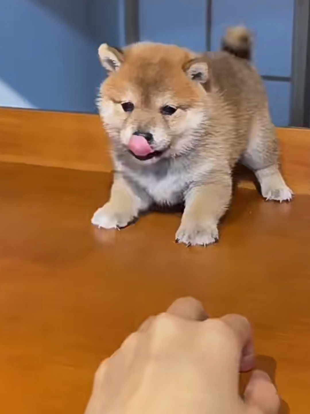 柴犬